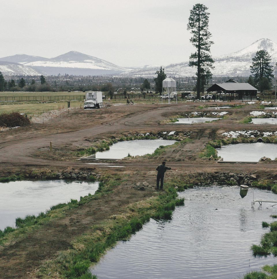 Recreational Sales - Mt Lassen California Trout & Steelhead