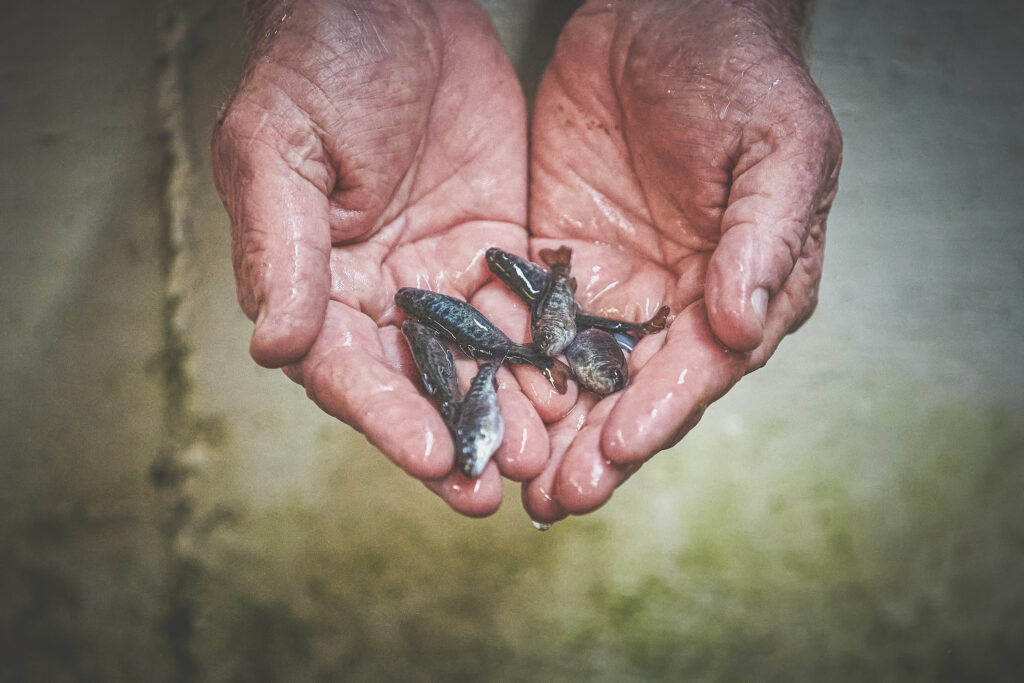 Recreational Sales - Mt Lassen California Trout & Steelhead